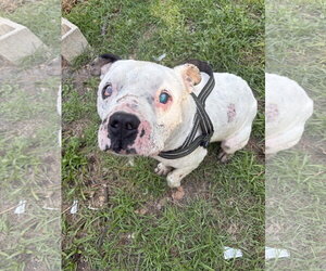 Mutt Dogs for adoption in Mount Pleasant, SC, USA