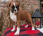Small Photo #63 Boxer Puppy For Sale in GOSHEN, IN, USA