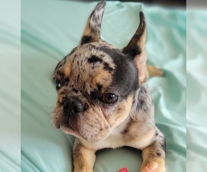 French Bulldog Puppy for sale in JACKSONVILLE, FL, USA