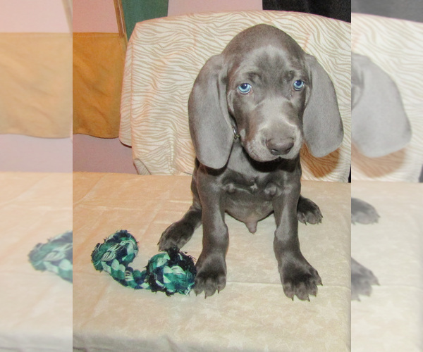 Medium Photo #2 Weimaraner Puppy For Sale in LAS ANIMAS, CO, USA