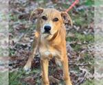 Small Catahoula Leopard Dog-Labrador Retriever Mix
