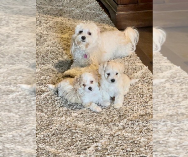 Medium Photo #3 Maltipoo Puppy For Sale in MIDLOTHIAN, TX, USA