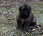 Small Photo #13 German Shepherd Dog Puppy For Sale in REDFIELD, AR, USA