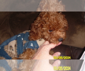 Poodle (Toy) Puppy for sale in DULUTH, GA, USA
