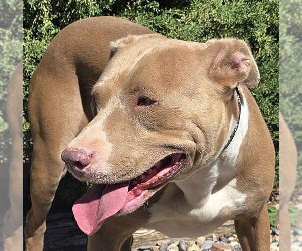 Medium Photo #1 American Staffordshire Terrier Puppy For Sale in Albuquerque, NM, USA