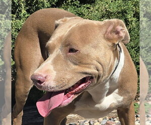 American Staffordshire Terrier Dogs for adoption in Albuquerque, NM, USA