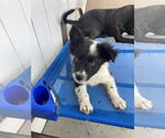 Small #3 Border Collie-Collie Mix