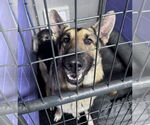 Small #42 German Shepherd Dog