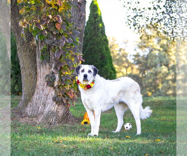 Medium Photo #4 Great Pyrenees-Unknown Mix Puppy For Sale in Unionville, PA, USA