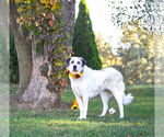 Small Photo #4 Great Pyrenees-Unknown Mix Puppy For Sale in Unionville, PA, USA