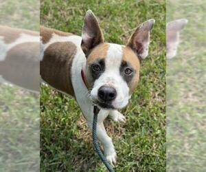 American Staffordshire Terrier Dogs for adoption in Fort Lauderdale, FL, USA