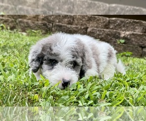 Medium Miniature Bernedoodle
