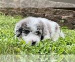 Puppy Puppy 5 Miniature Bernedoodle