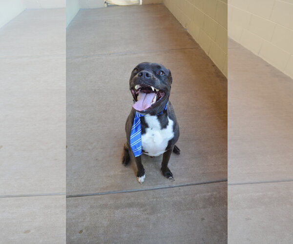 Medium Photo #2 American Pit Bull Terrier-Unknown Mix Puppy For Sale in McKinney, TX, USA