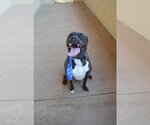 Small #1 American Pit Bull Terrier Mix