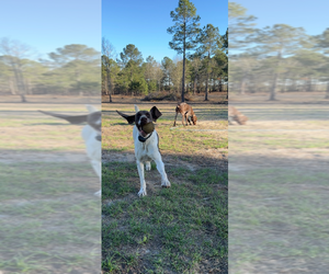 Father of the German Shorthaired Pointer puppies born on 03/25/2026
