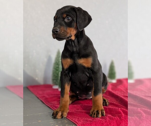 Medium Photo #50 Doberman Pinscher Puppy For Sale in GOSHEN, IN, USA