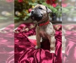 Puppy Red Boerboel