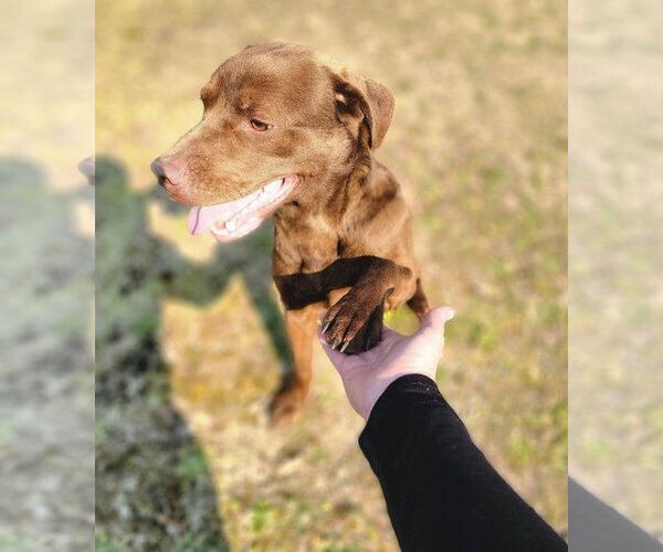 Medium Photo #4 Chesapeake Bay Retriever-Chocolate Labrador retriever Mix Puppy For Sale in Anniston, AL, USA