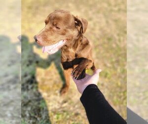 Russ - Male Chesapeake Bay Retriever-Chocolate Labrador retriever Mix Dog for Adoption - Photo #4