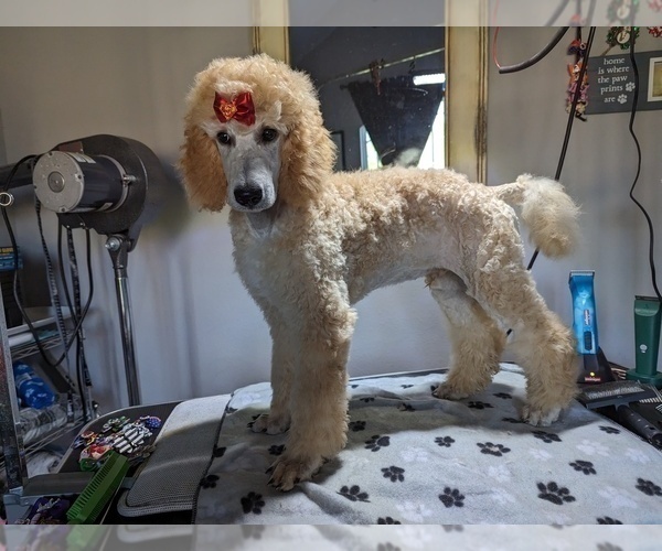 Medium Photo #2 Poodle (Standard) Puppy For Sale in SAND SPRINGS, OK, USA