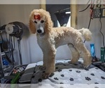 Small Photo #2 Poodle (Standard) Puppy For Sale in SAND SPRINGS, OK, USA