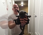 Frenchie - Male French Bulldog Puppy for Sale - Photo #15