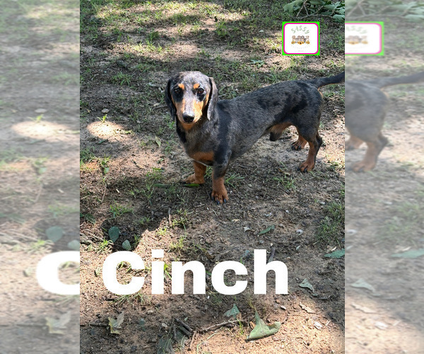 Medium Photo #1 Dachshund Puppy For Sale in BENNINGTON, OK, USA