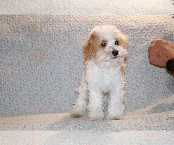 Medium Photo #9 Goldendoodle (Miniature) Puppy For Sale in DYERSBURG, TN, USA