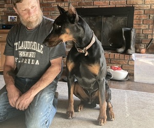 Father of the Doberman Pinscher puppies born on 02/04/2024
