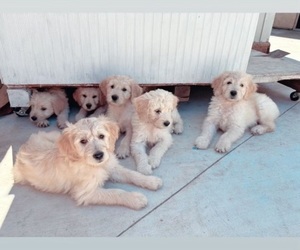 Golden Retriever-Goldendoodle Mix Puppy for sale in OXNARD, CA, USA