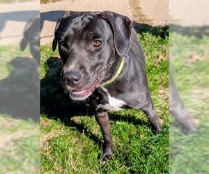 Medium Labrador Retriever