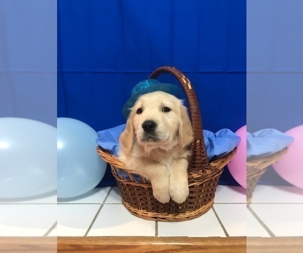 Medium Photo #2 Golden Retriever Puppy For Sale in WEBSTER CITY, IA, USA