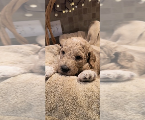 Medium Photo #4 Goldendoodle Puppy For Sale in HOUSEVILLE, NY, USA