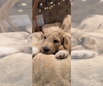 Puppy 3 Goldendoodle