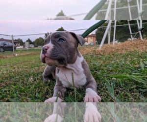 American Bully Puppy for sale in BARDSTOWN, KY, USA