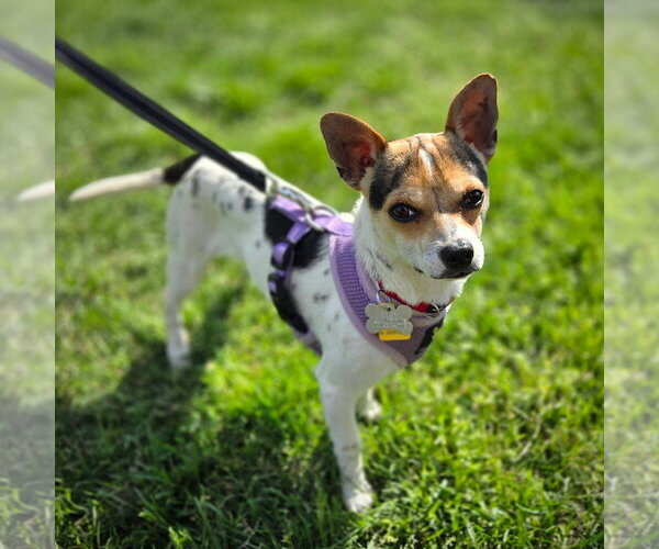 Medium Photo #4 Rat-Cha Puppy For Sale in Atlanta, GA, USA