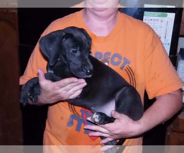 Medium Photo #48 Great Dane Puppy For Sale in SPRAGGS, PA, USA