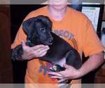 Small Photo #48 Great Dane Puppy For Sale in SPRAGGS, PA, USA