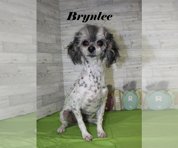 Medium Photo #16 Poodle (Toy) Puppy For Sale in CHANUTE, KS, USA