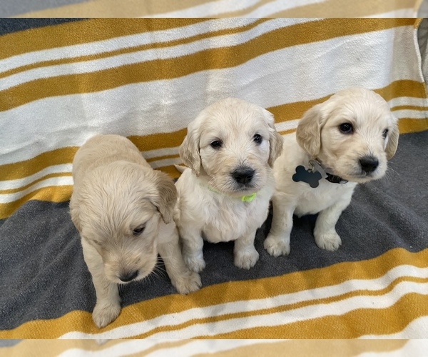 Medium Photo #3 Goldendoodle Puppy For Sale in N HIGHLANDS, CA, USA
