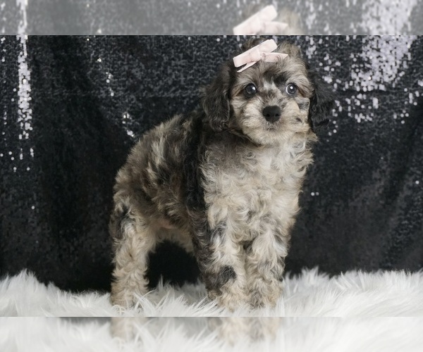Medium Photo #5 Poodle (Toy) Puppy For Sale in WARSAW, IN, USA