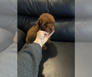 Poodle (Miniature) Puppy for sale in LOWELL, MA, USA
