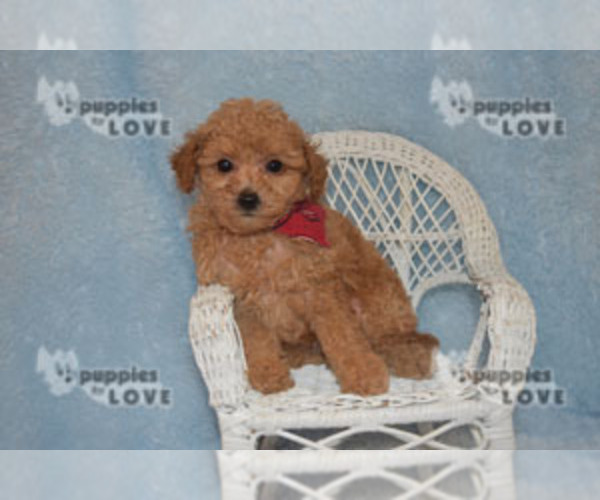 Full screen Photo #1 Poodle (Toy) Puppy For Sale in SANGER, TX, USA