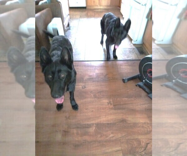 Medium Photo #2 German Shepherd Dog Puppy For Sale in MILTON FREEWATER, OR, USA