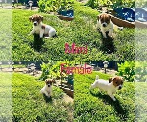 Jack Russell Terrier Puppy for sale in CARMICHAEL, CA, USA