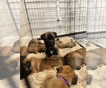 Small Photo #15 Belgian Malinois Puppy For Sale in NASHVILLE, TN, USA
