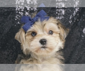 Morkie Litter for sale in WARSAW, IN, USA
