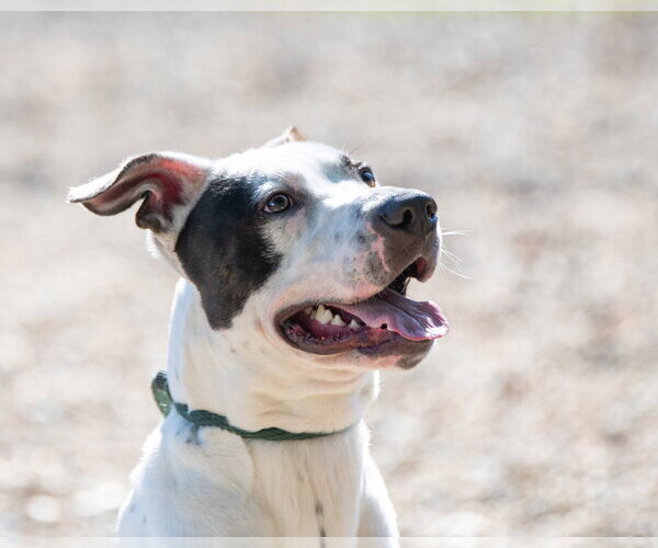 Medium Photo #3 Great Dane Puppy For Sale in Hilton Head, SC, USA