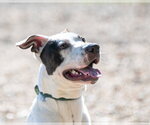Small #2 Great Dane